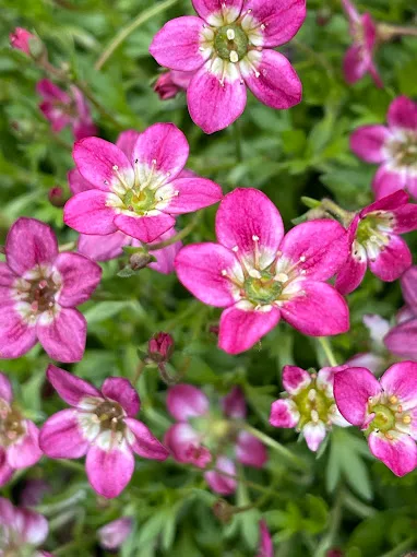 Composition florale