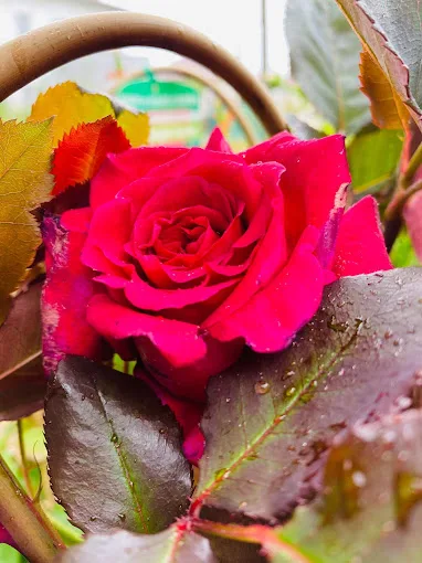 Composition florale