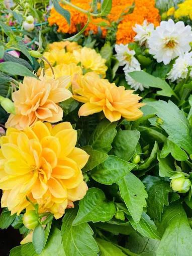 Composition florale