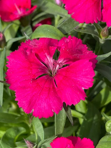 Composition florale