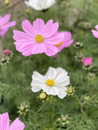 Composition florale