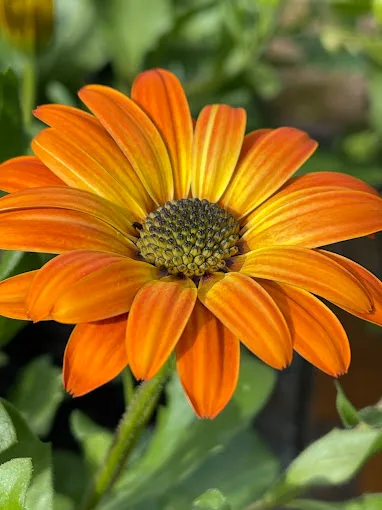 Composition florale